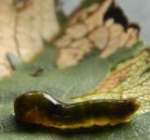 2013-06-18BlackCherryAphid.jpg